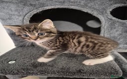 Mixed Breed cats for sale: Ragdoll x £300 Tabby and ginger £150 black & white - Image 2