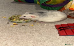 Rat rodents for sale: Four cute friendly brothers  - Advert 6