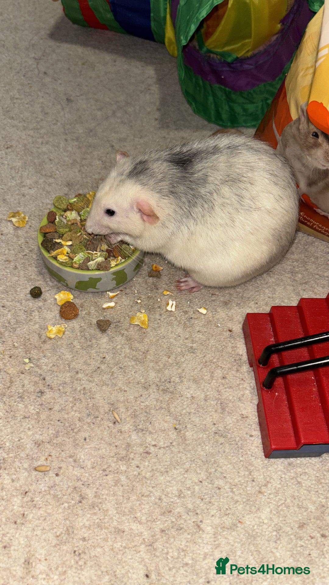 Rat rodents for sale: Four cute friendly brothers  - Advert 6