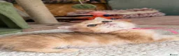 British Longhair cats for sale: British short/longhair odd/blue eyed kittens  - Advert 9