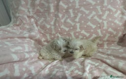 Maltipoo dogs for sale: Multipoo puppys - Image 3