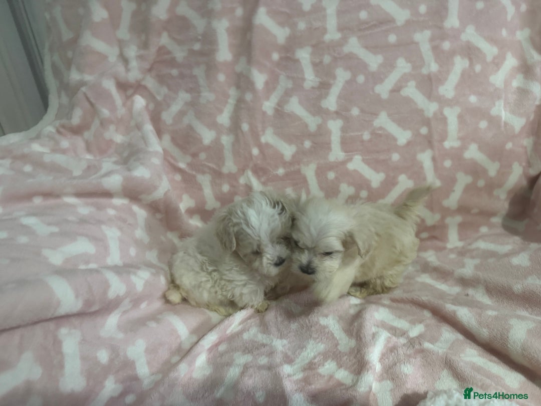 Maltipoo dogs for sale: Multipoo puppys - Image 3