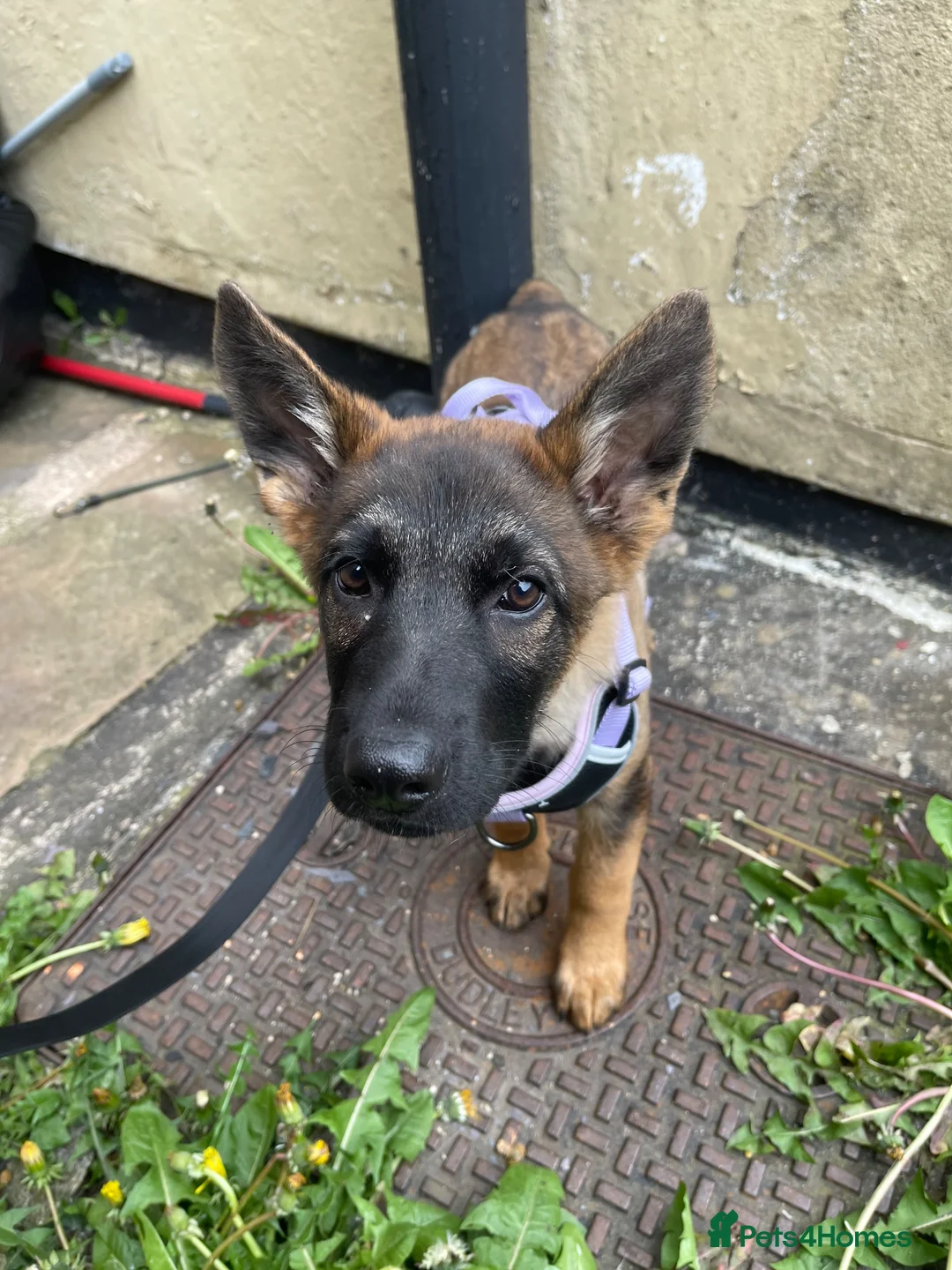 Mixed Breed dogs for sale: Female 14 weeks old pup  in Darwen - Advert 2