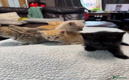 British Shorthair cats for sale: Stunning British Short Hair kittens for sale - Image 3