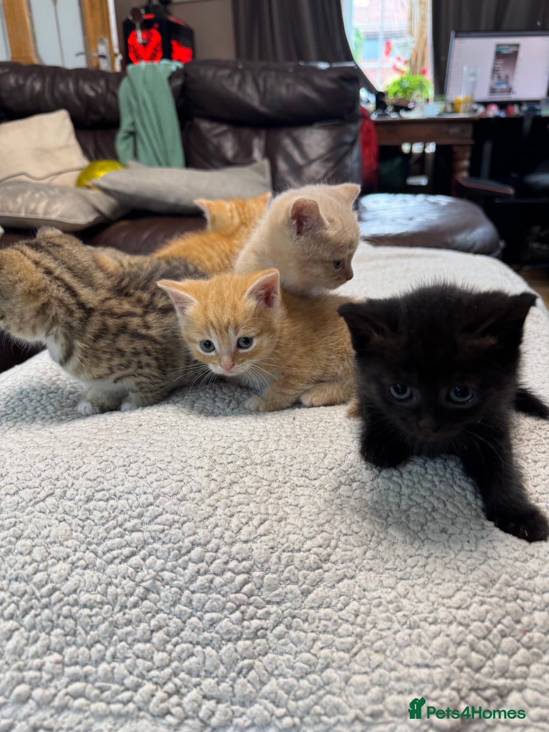 British Shorthair cats for sale: Stunning British Short Hair kittens for sale - Image 3