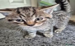 Brazilian Shorthair cats for sale: Kittens  - Image 5