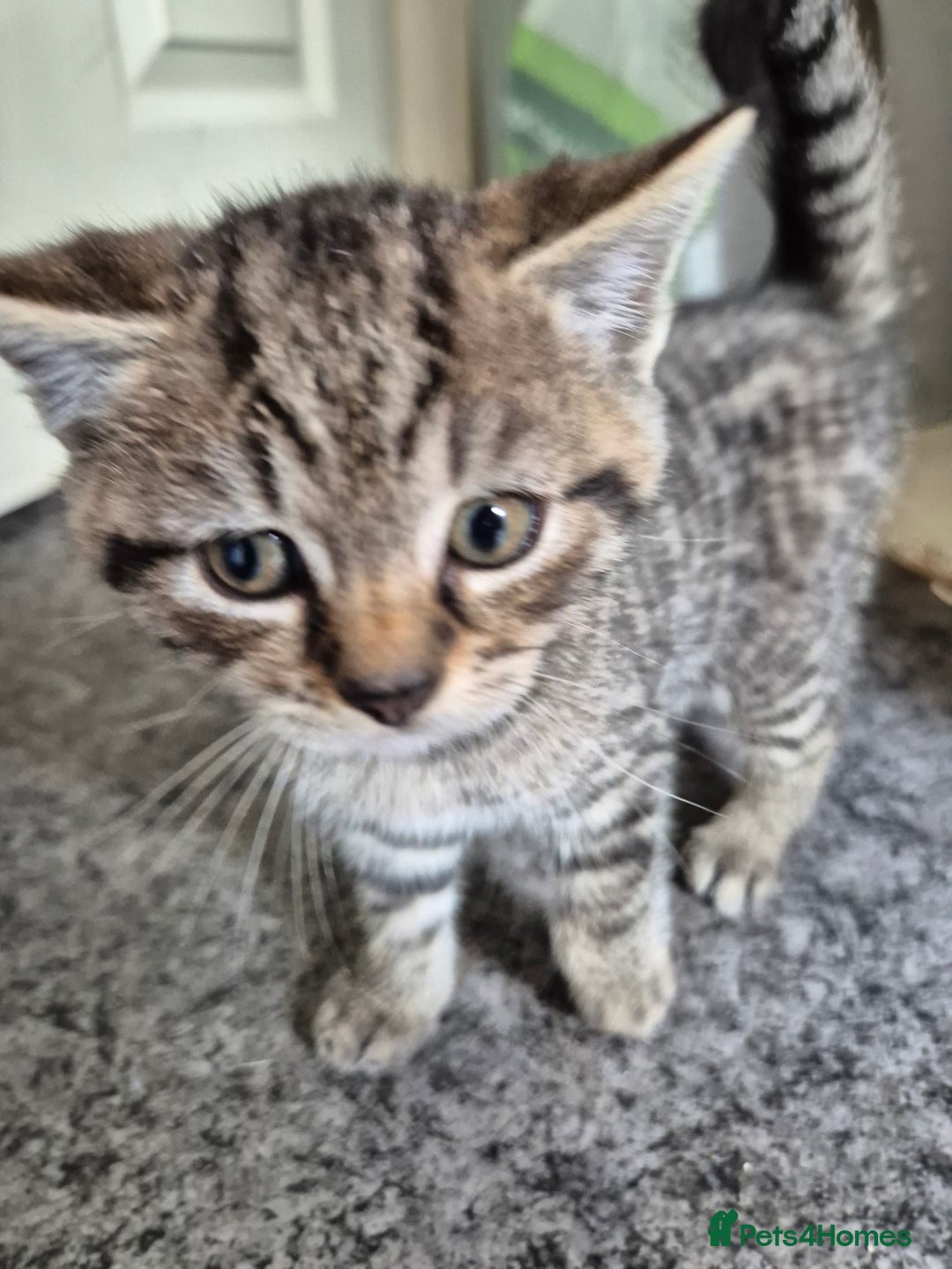 Brazilian Shorthair cats for sale: Kittens  - Image 5