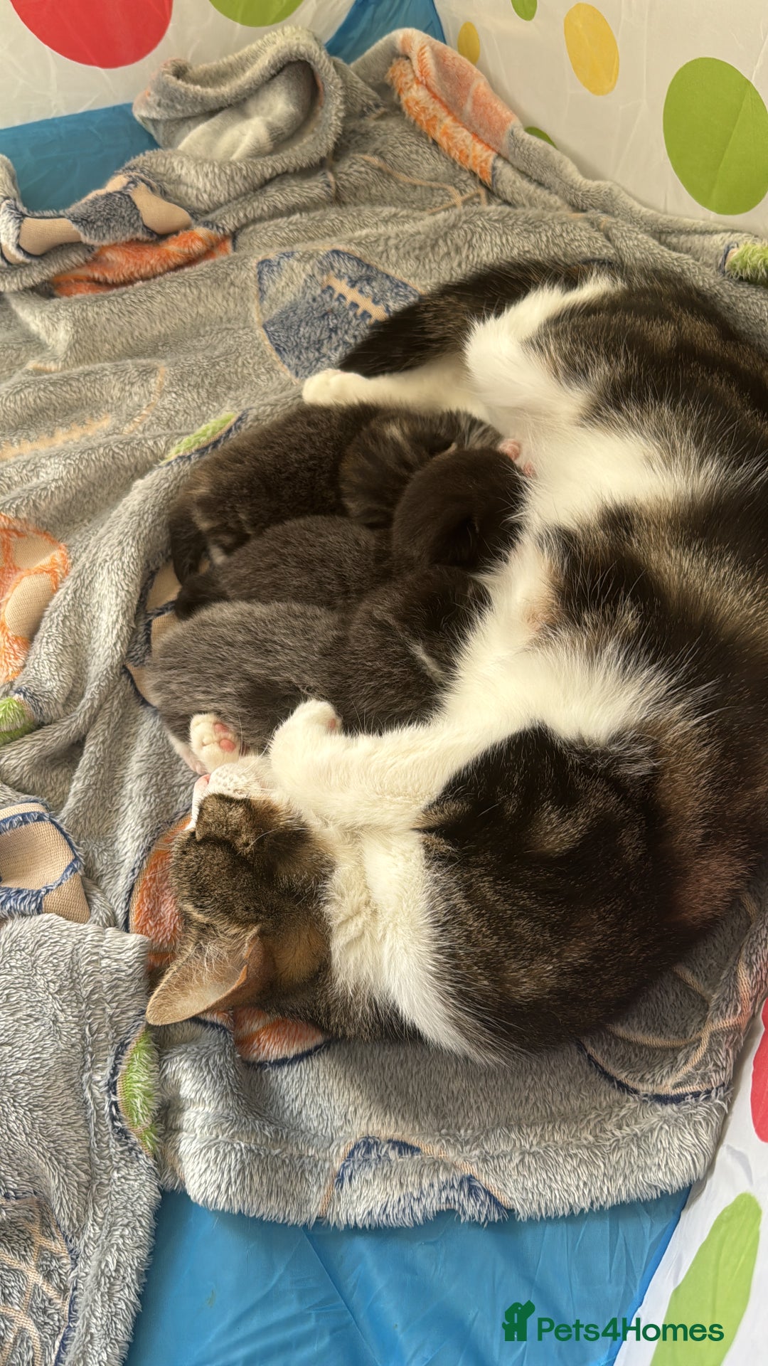 Domestic Shorthair cats for sale: 3 male kittens for sale 🩷 - Image 7