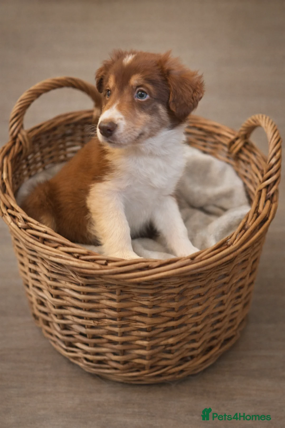 Border Collie dogs for sale: Red, White & Gold Border Collie Pups - Advert 8