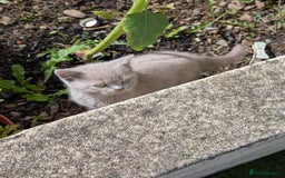 British Shorthair cats for sale: Beautiful female kitten  - Image 5