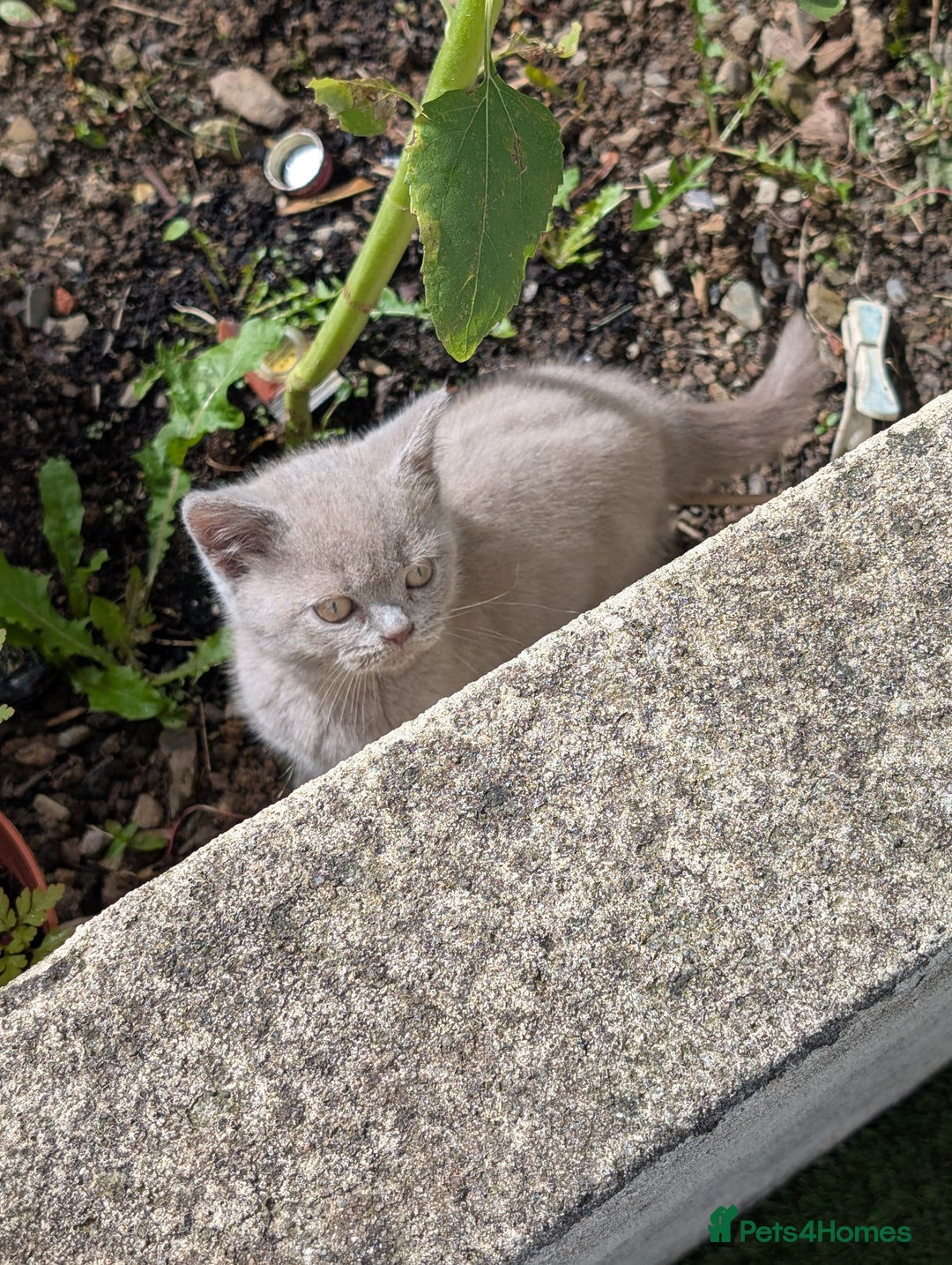 British Shorthair cats for sale: Beautiful female kitten  - Image 5