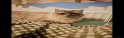 Ragdoll cats for sale: 6 year old male ragdoll - Advert 3