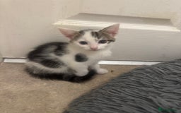 Domestic Shorthair cats for sale: Unique & Precious Kittens Seeking Forever Homes - Image 19