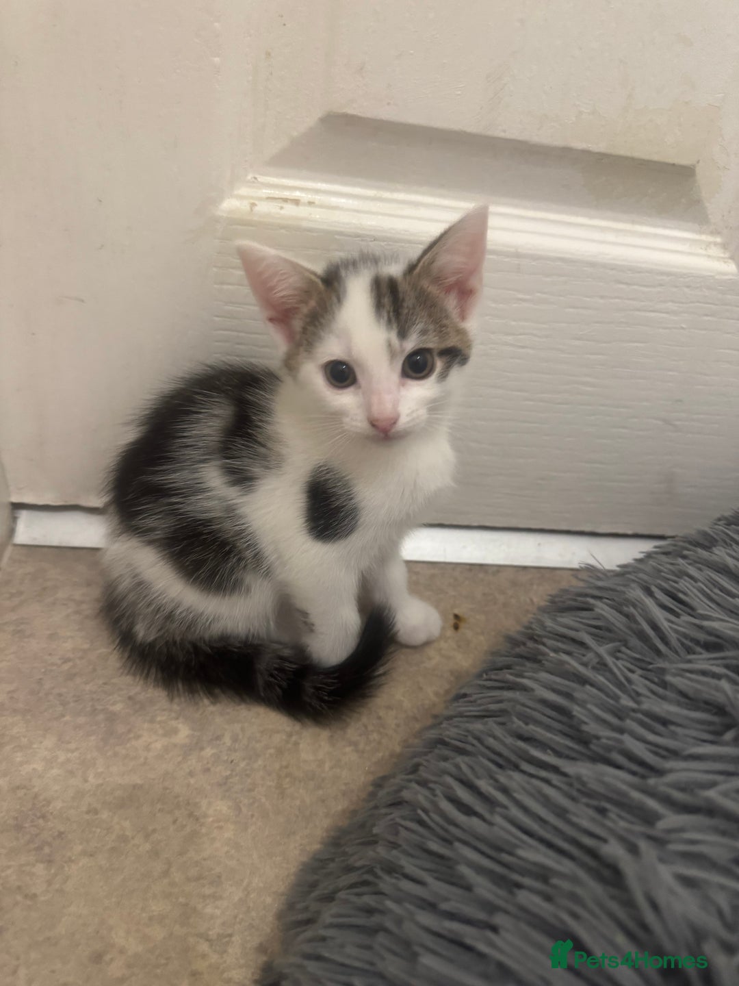 Domestic Shorthair cats for sale: Unique & Precious Kittens Seeking Forever Homes - Image 19