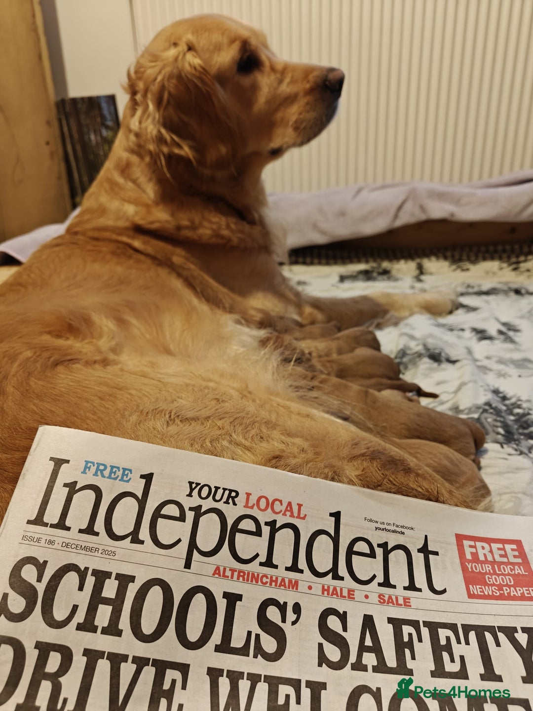 Mini Goldendoodle dogs for sale: Stunning home-bred F1 Goldendoodles,KC REG parents - Advert 10