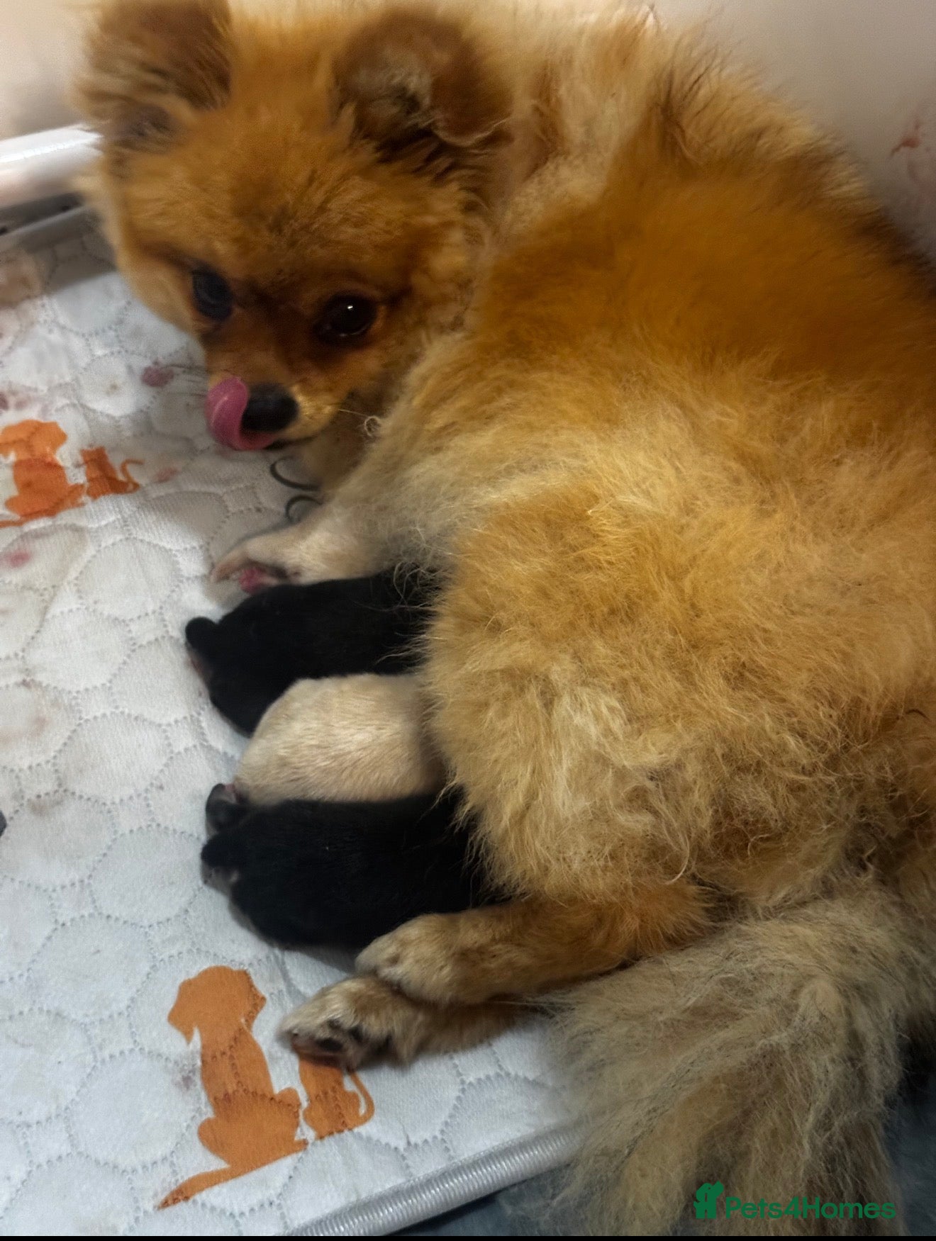 Pomeranian dogs for sale: Tiny teddy bear poms!  - Advert 3