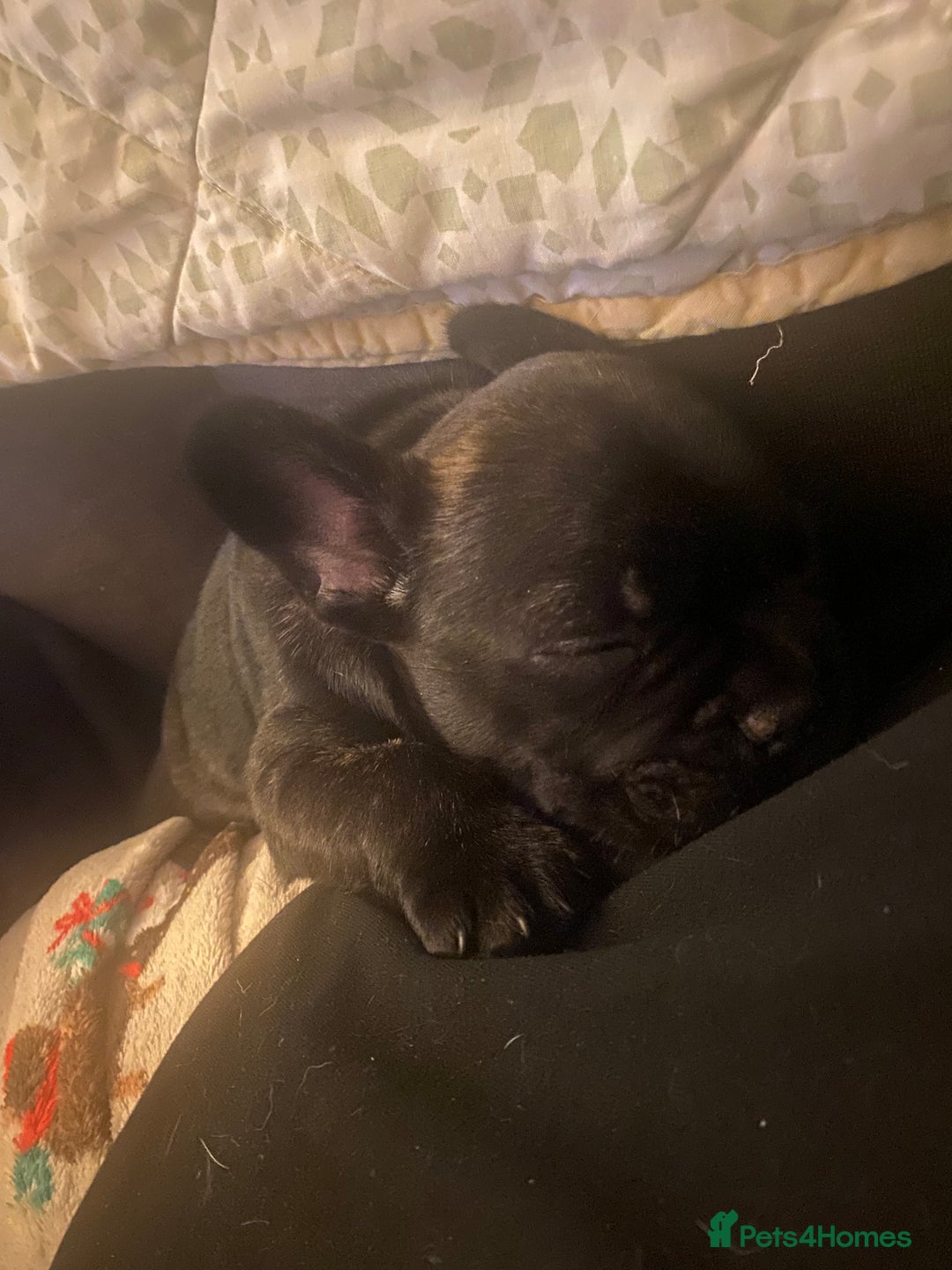French Bulldog dogs for sale: Adorable male french bulldog pup ready now!!  - Advert 10
