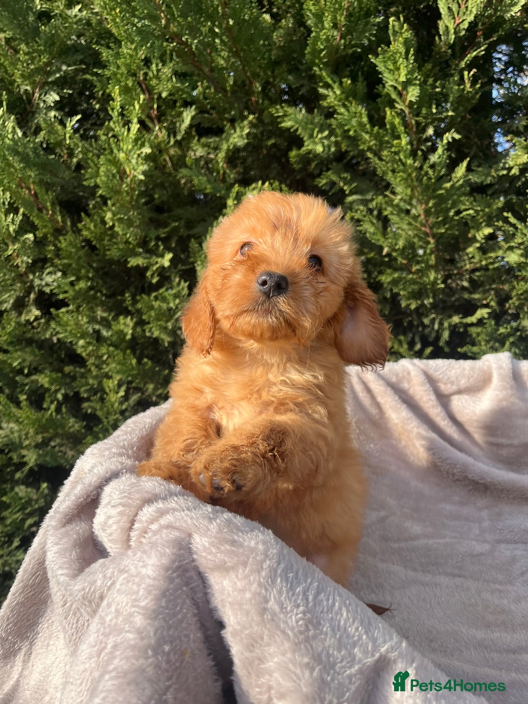 Cockapoo dogs for sale: Five beautiful cockapoos  - Advert 13