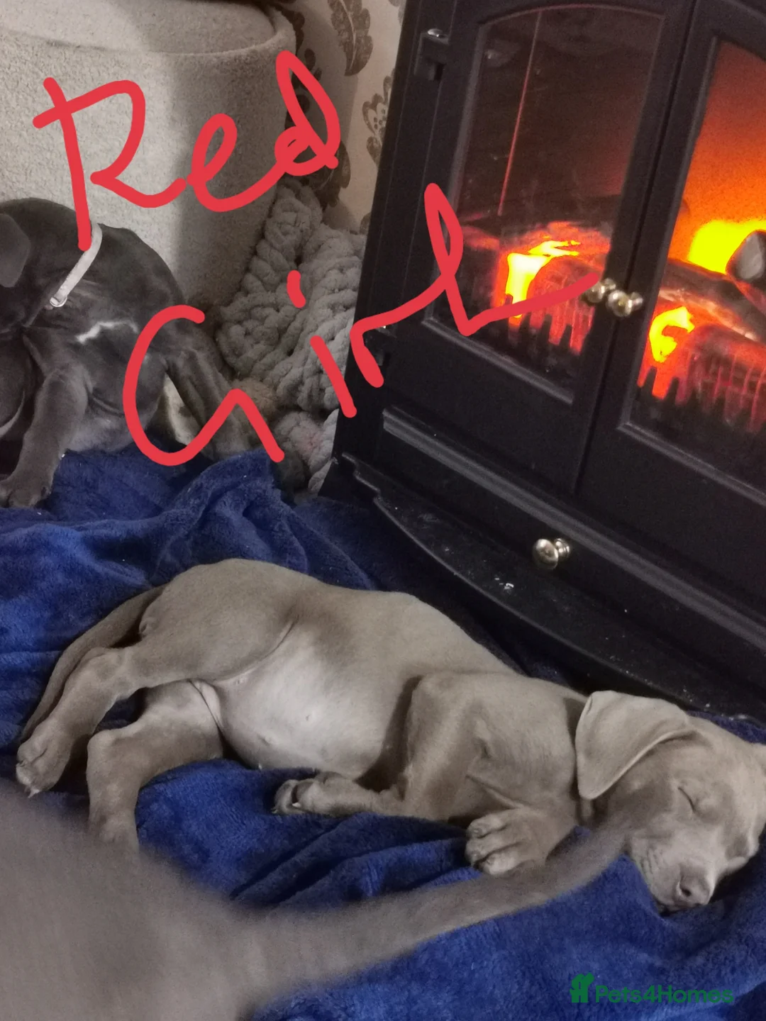 Cane Corso dogs for sale: Cane corso puppies - Advert 7