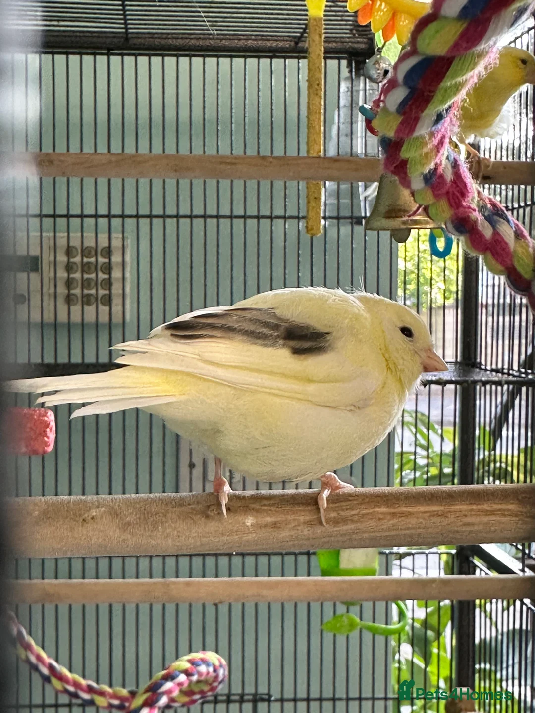 Canaries birds for sale: Baby canary for sale  - Advert 2