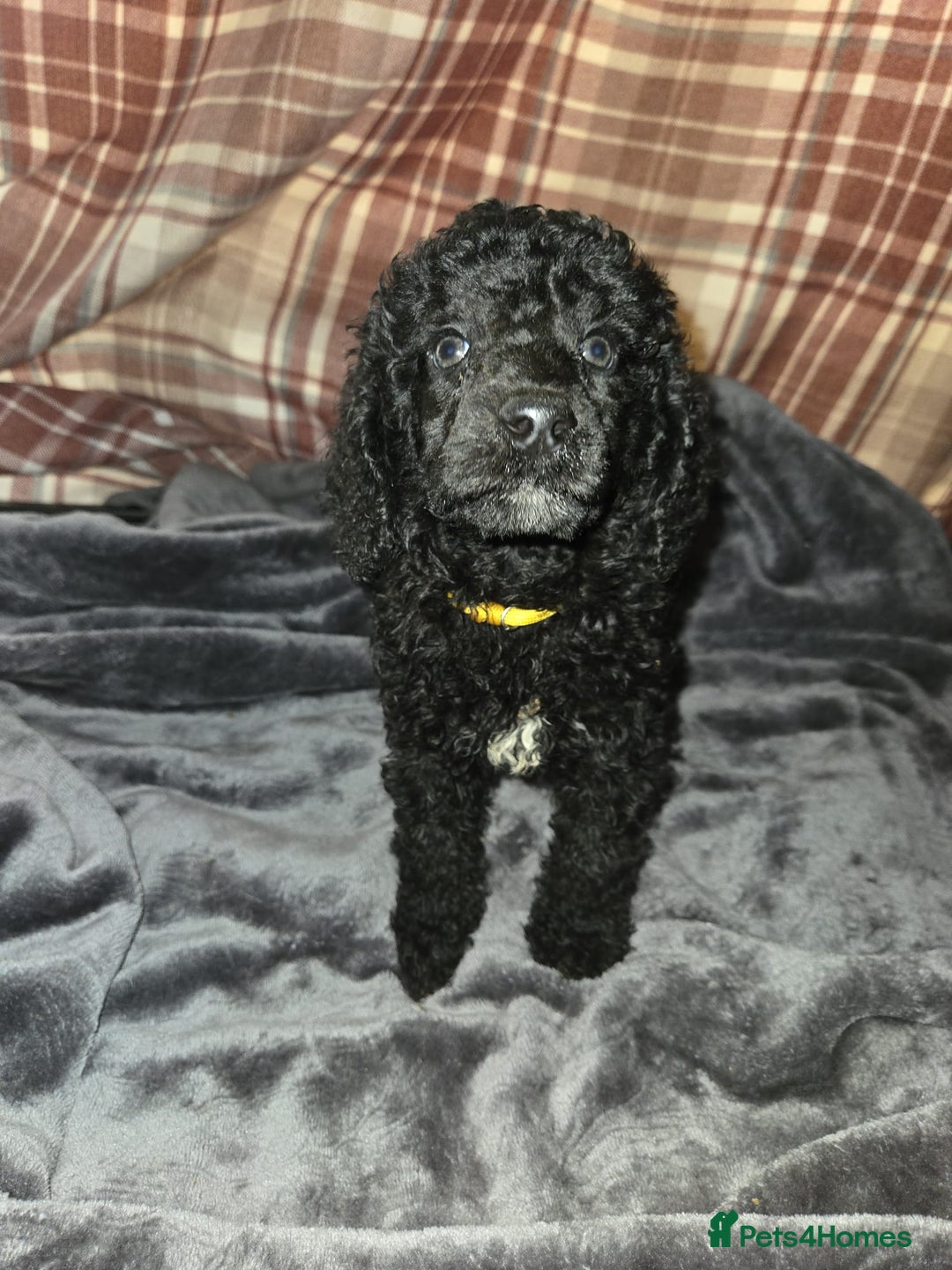 Mixed Breed dogs for sale: Amazing cuddly male pups cockapoo - Image 4