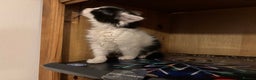 Mixed Breed cats for sale: Five semi long haired kittens available now - Advert 14