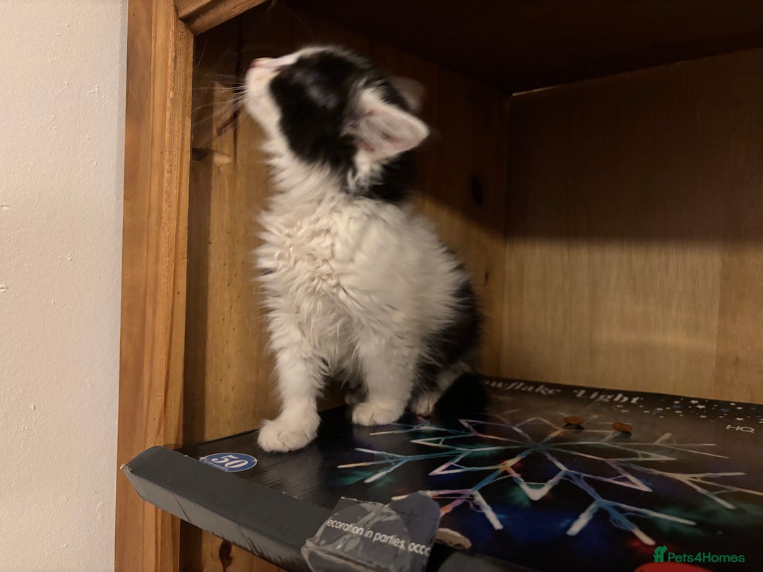 Mixed Breed cats for sale: Five semi long haired kittens available now - Advert 14