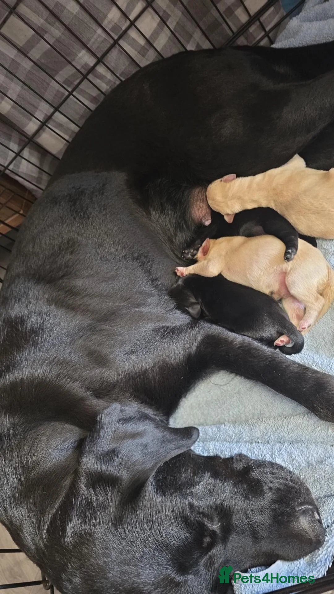 Labrador Retriever dogs for sale: Gorgeous labrador puppies for sale  in Thetford - Advert 27