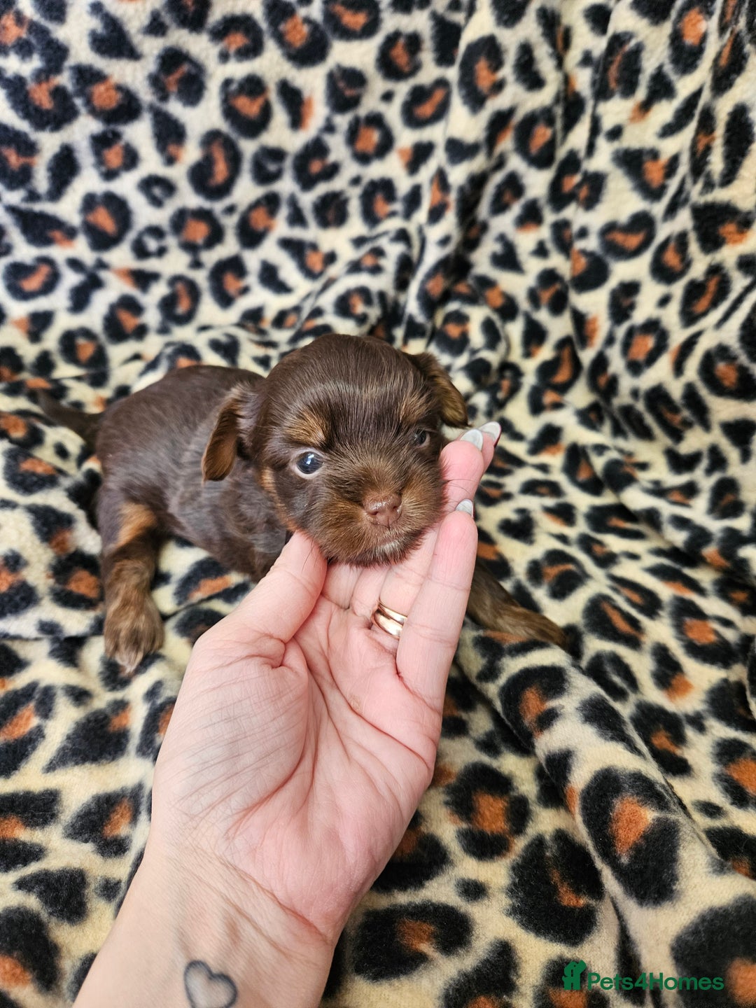 Yorkshire Terrier dogs for sale: 🤎 DNA tested parents 🤎 Yorkie puppies  - Advert 29
