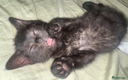 Domestic Shorthair cats for sale: British Shorthair x Black Domestic  - Image 9