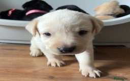 Labrador Retriever dogs for sale: 9 Beautiful Labrador Puppies For Sale  - Image 15