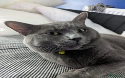 Mixed Breed cats for sale: 16 month old male cat - Image 2