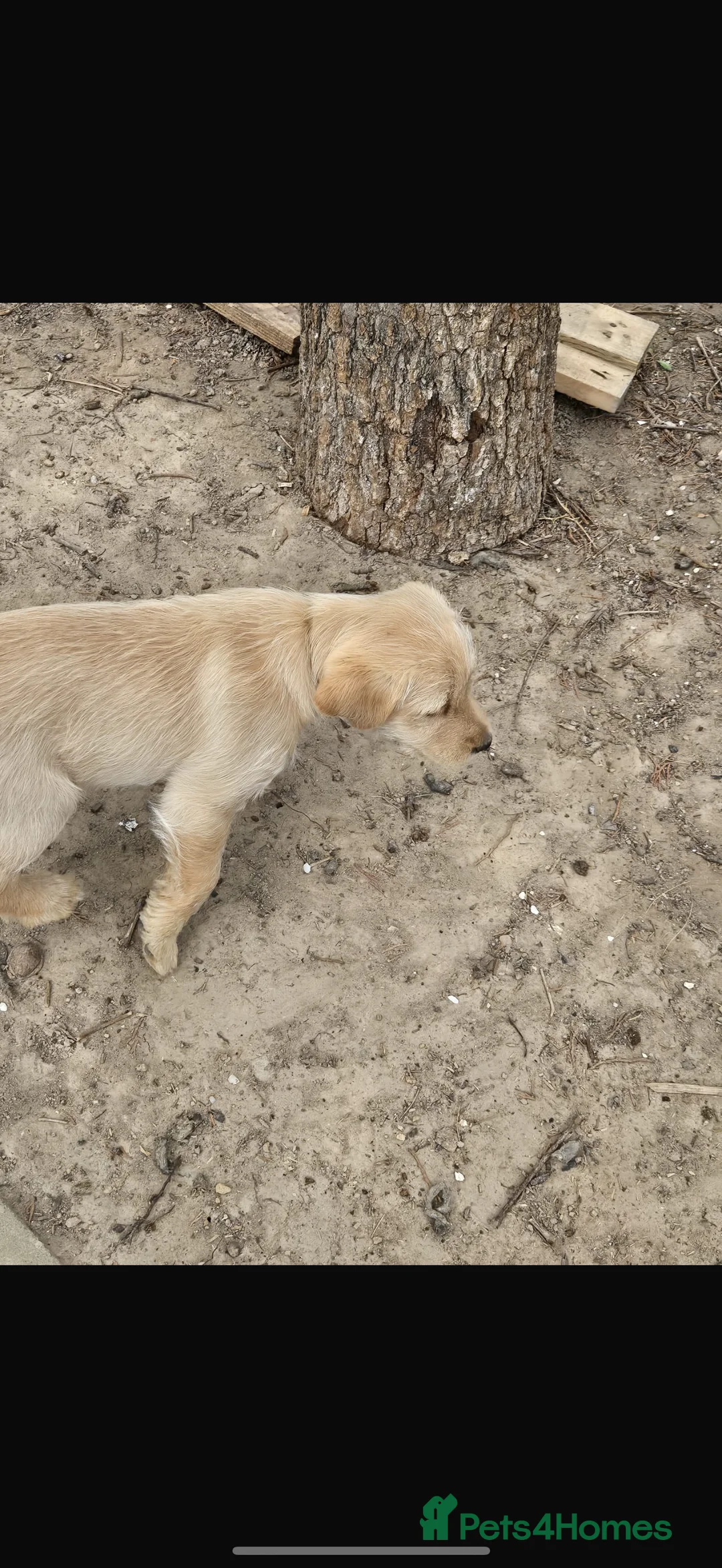 Mixed Breed dogs for sale: Golden Retriever x Westie - Advert 2
