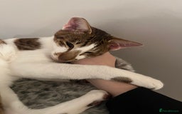 Peterbald cats for sale: Theo and Lewis (ginger )  - Image 14