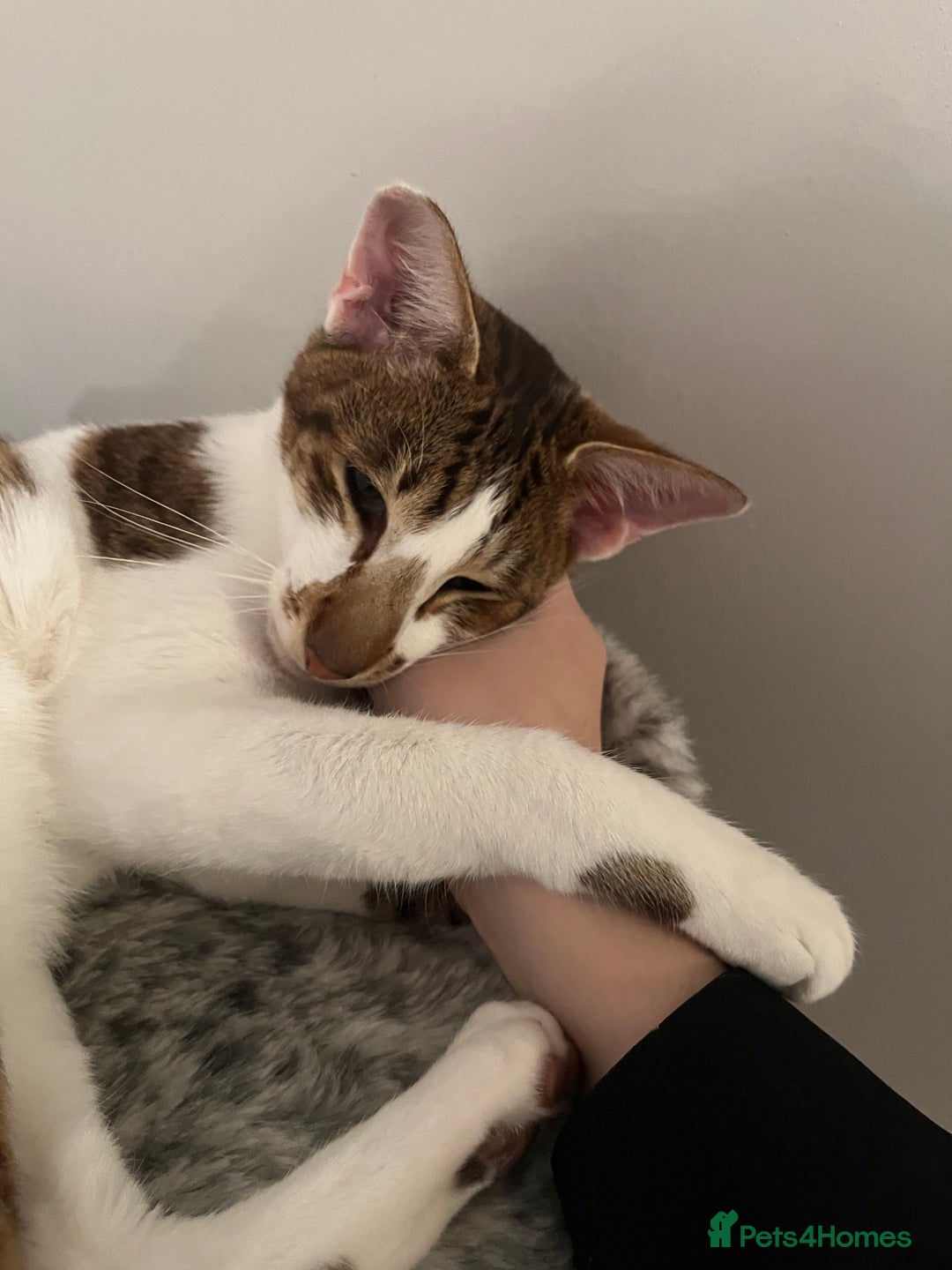 Peterbald cats for sale: Theo and Lewis (ginger )  - Image 14
