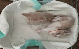 British Shorthair cats for sale: kitten  - Image 1