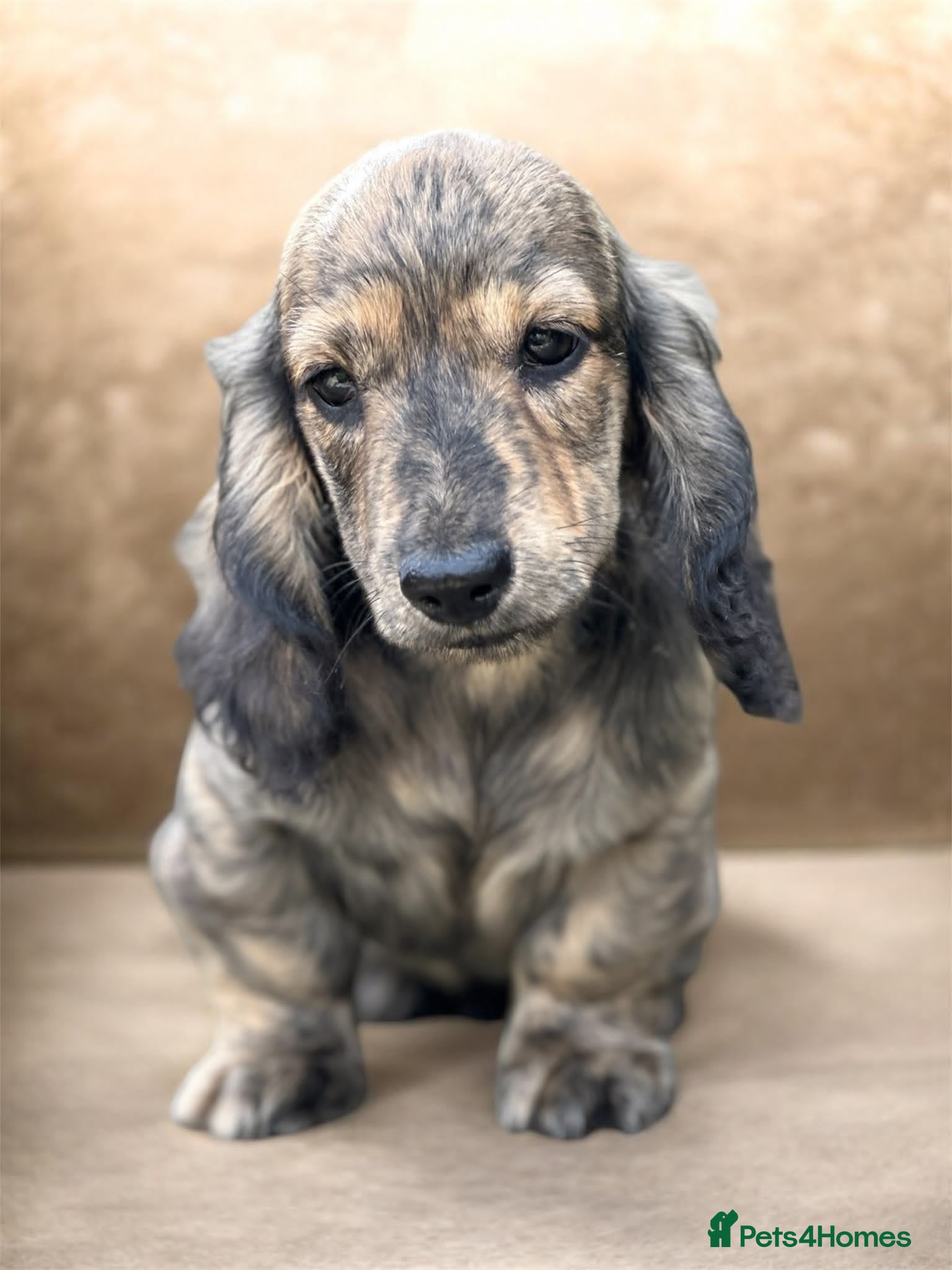 Miniature Dachshund dogs KC mini longhaired brindle dachshunds  - Advert 4