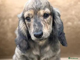 Miniature Dachshund dogs KC mini longhaired brindle dachshunds - Advert 4