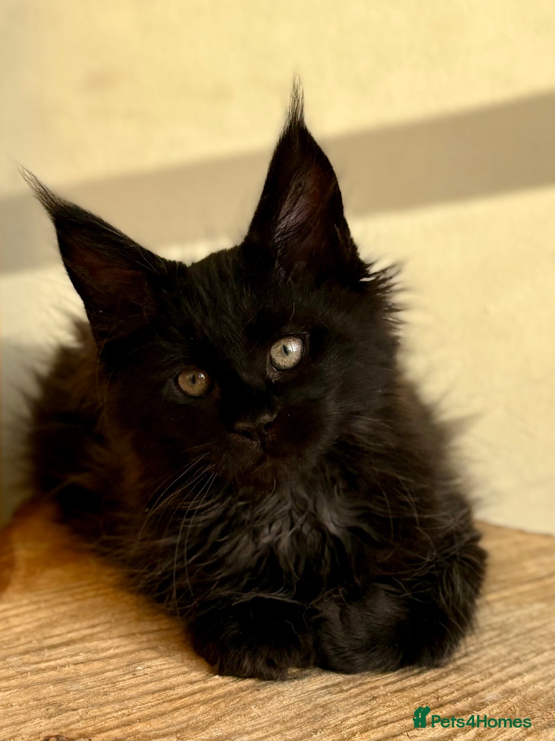 Maine Coon cats for sale: Beautiful Maine coon kittens - Advert 24