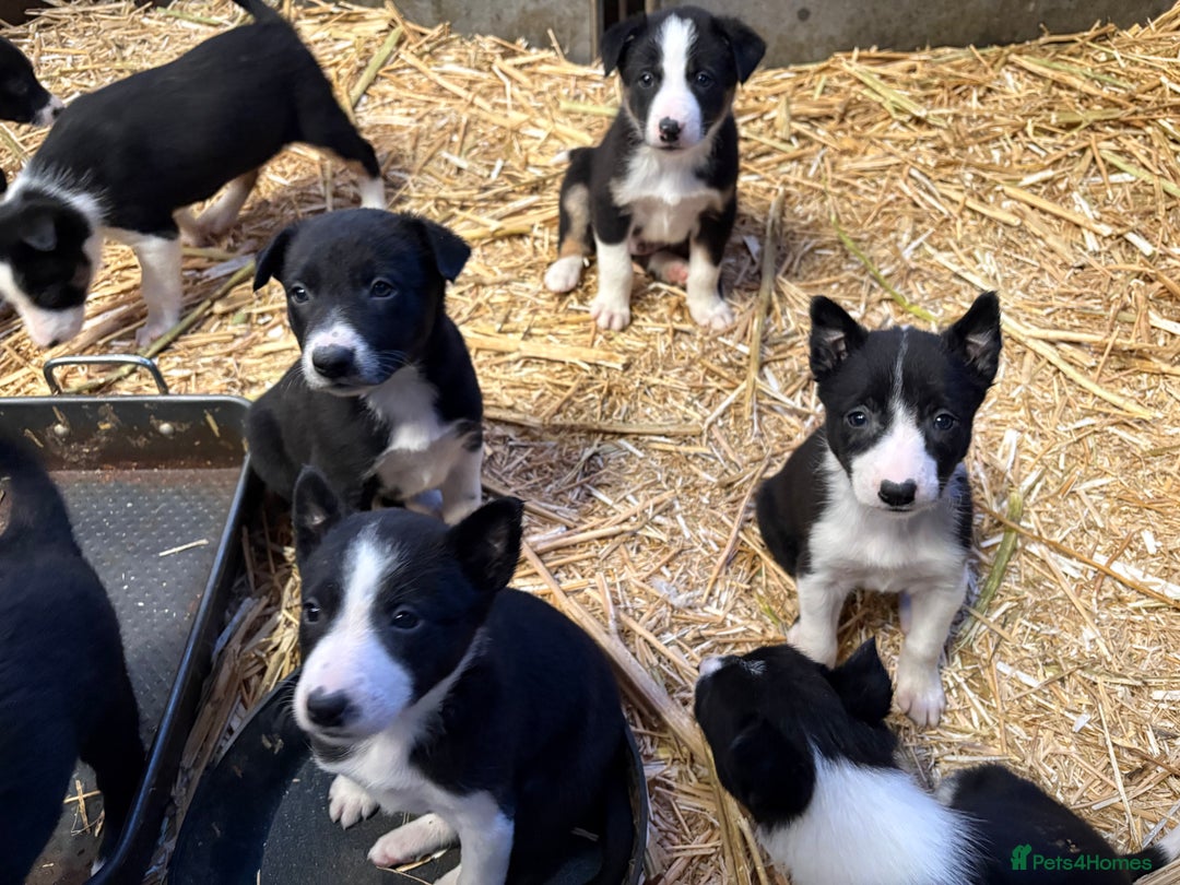 Border Collie dogs for sale: 10 gorgeous puppies for sale - Advert 1