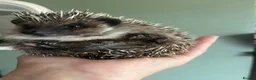 Pygmy Hedgehog rodents for sale: Pygmy hedgehog for sale. - Advert 1