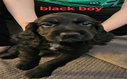 Cocker Spaniel dogs for sale: Beautiful Cocker spaniels - Image 8
