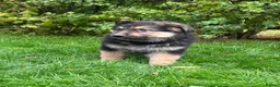 German Shepherd dogs for sale: Pedigree German shepherd puppies  in Ashford - Advert 18
