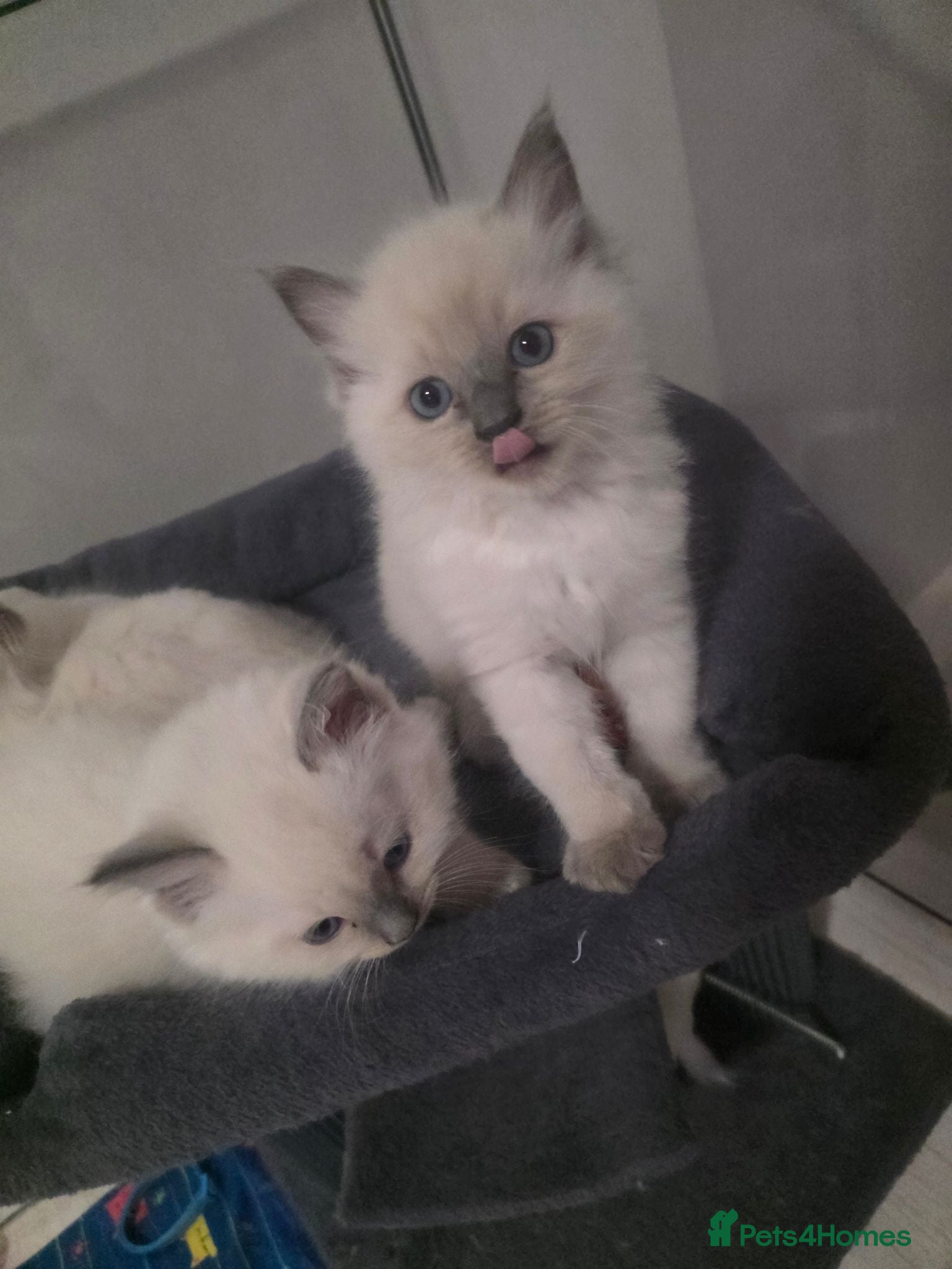 Ragdoll cats for sale: Pure blue point ragdoll kittens for sale - Advert 1