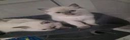 Ragdoll cats for sale: Pure blue point ragdoll kittens for sale - Advert 1
