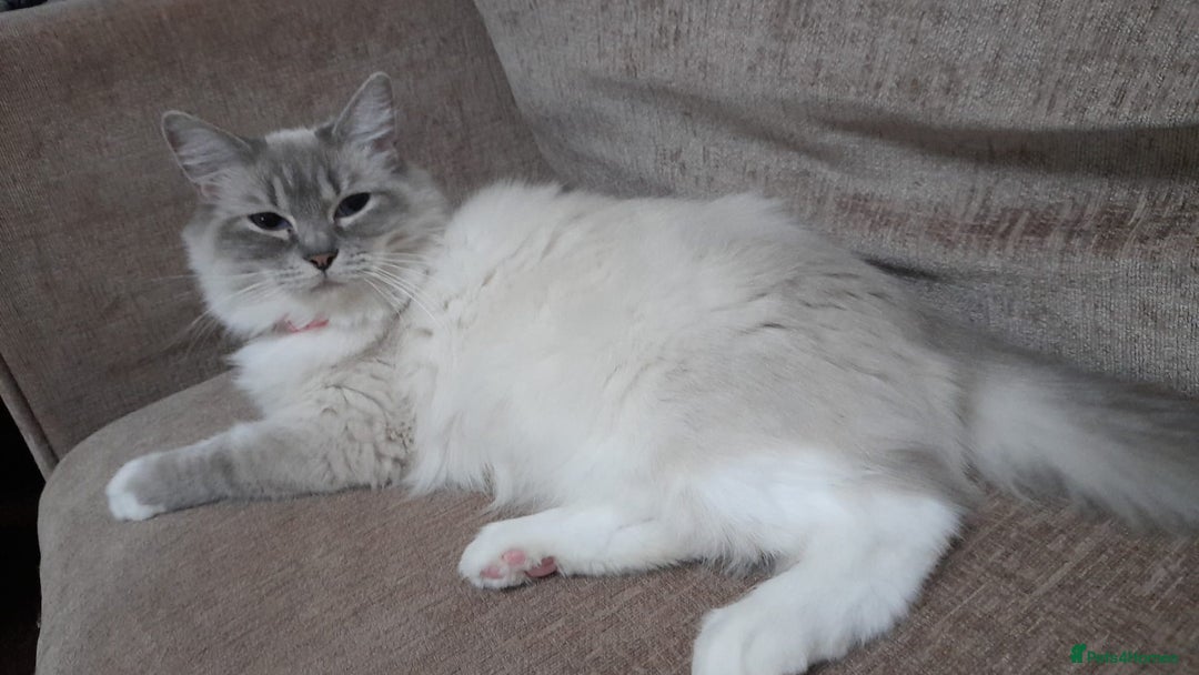 Ragdoll cats for sale: GCCF in Paisley  - Advert 4