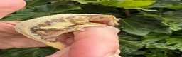 Gecko reptiles for sale: Lily white crested geckos - Advert 11