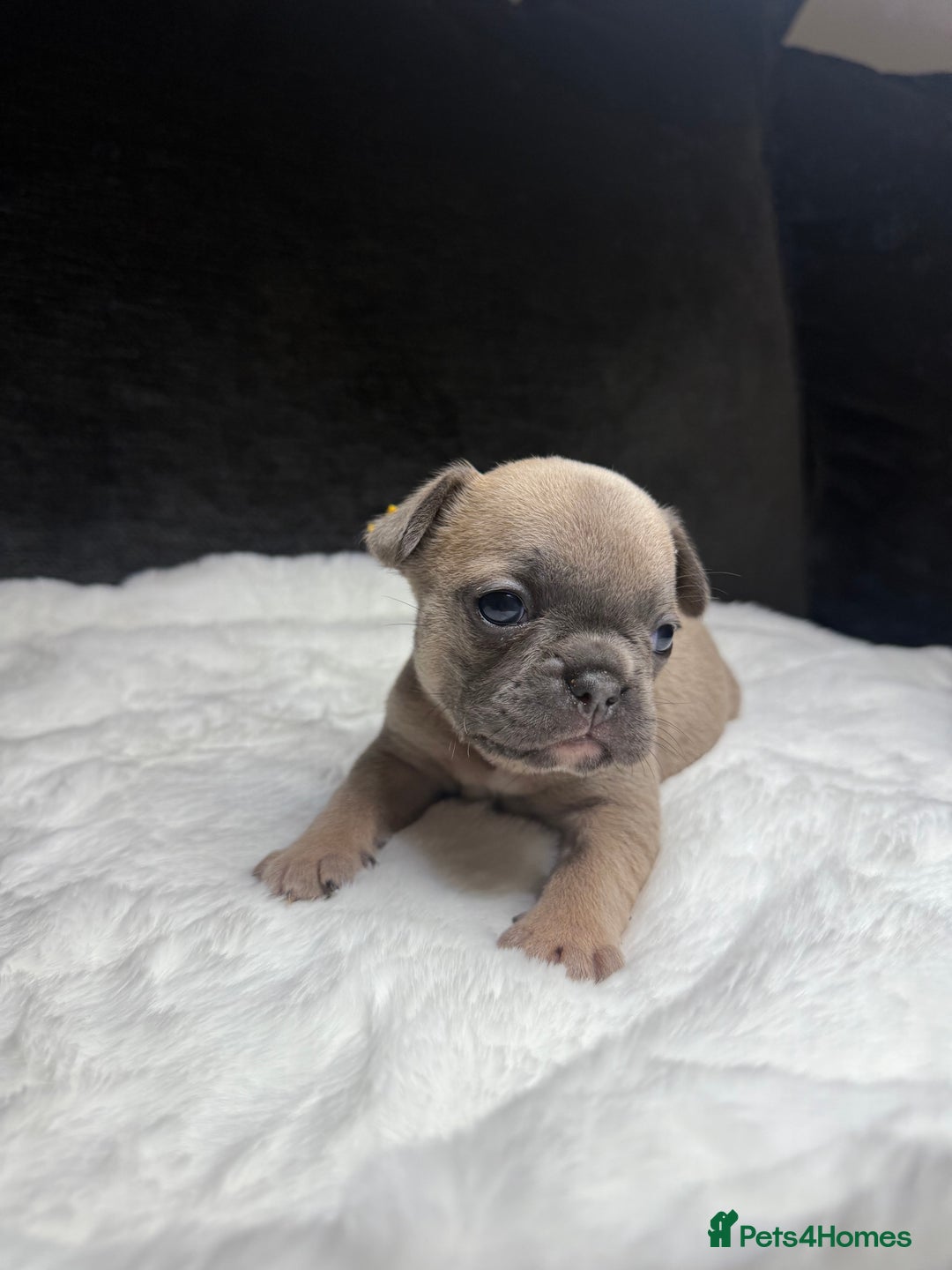 French Bulldog dogs for sale: French Bulldog puppies - Advert 17