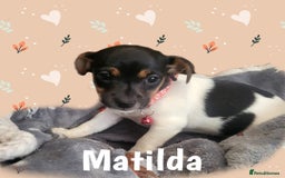 Jack Russell dogs for sale: minature jack russell puppies - Image 8
