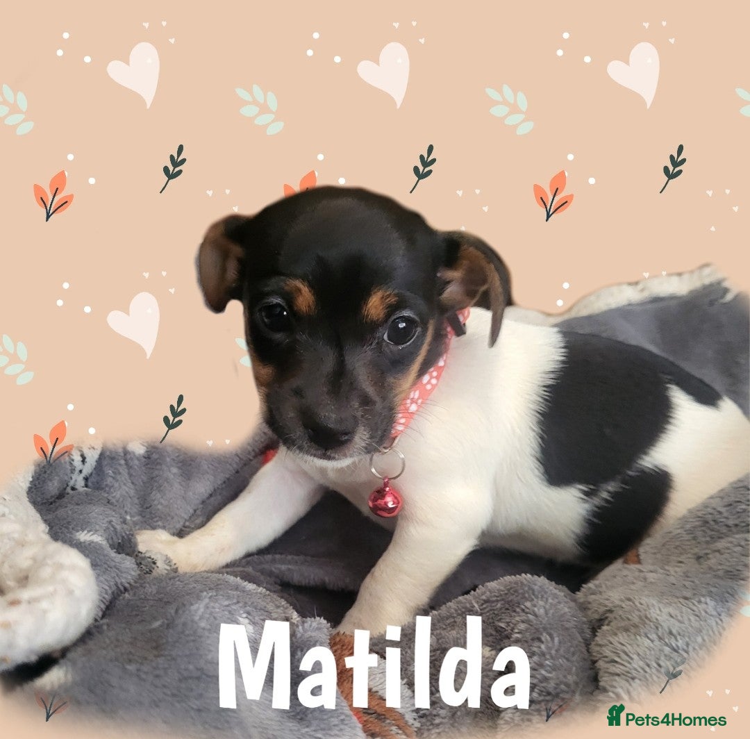 Jack Russell dogs for sale: minature jack russell puppies - Image 8